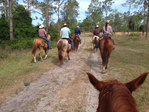 Choyce Horseback Riding and Equitours Image