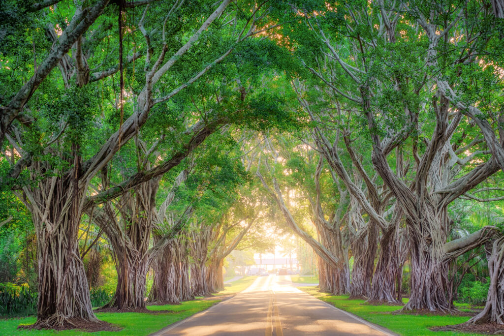 road through a forest