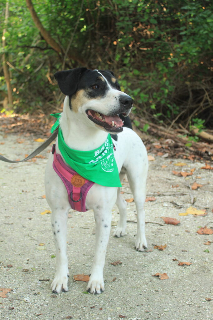 dog with bandana