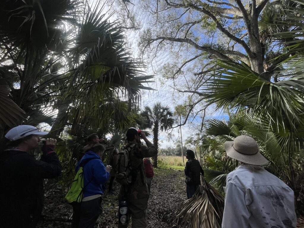 people looking at palm trees