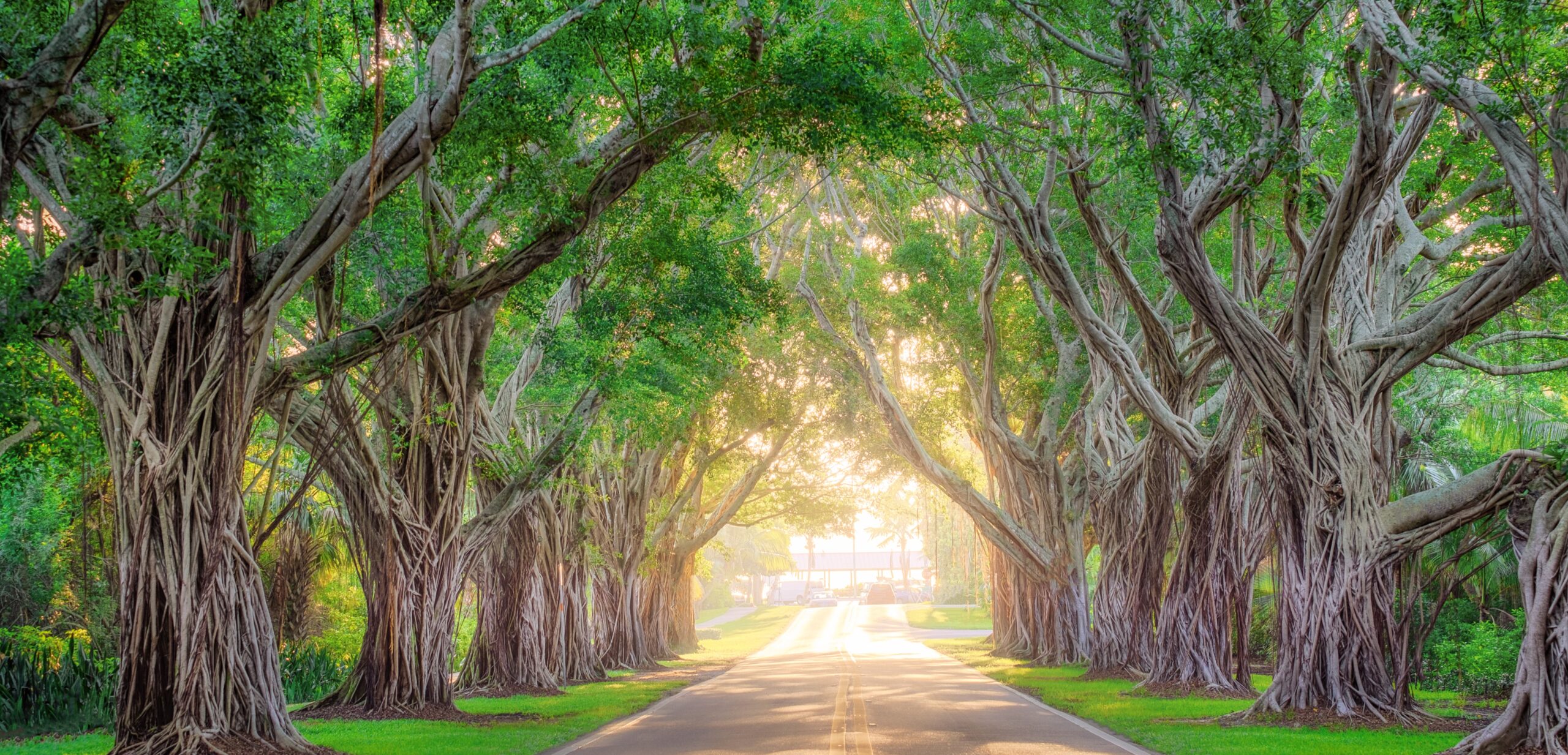 road through forest with bright light gleaming